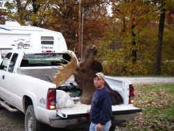 Moose in pickup